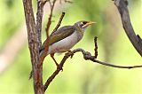 Yellow-throated Miner